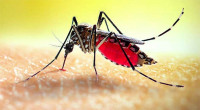 Dengue outbreak: One dies, 406 hospitalised in 24-hours